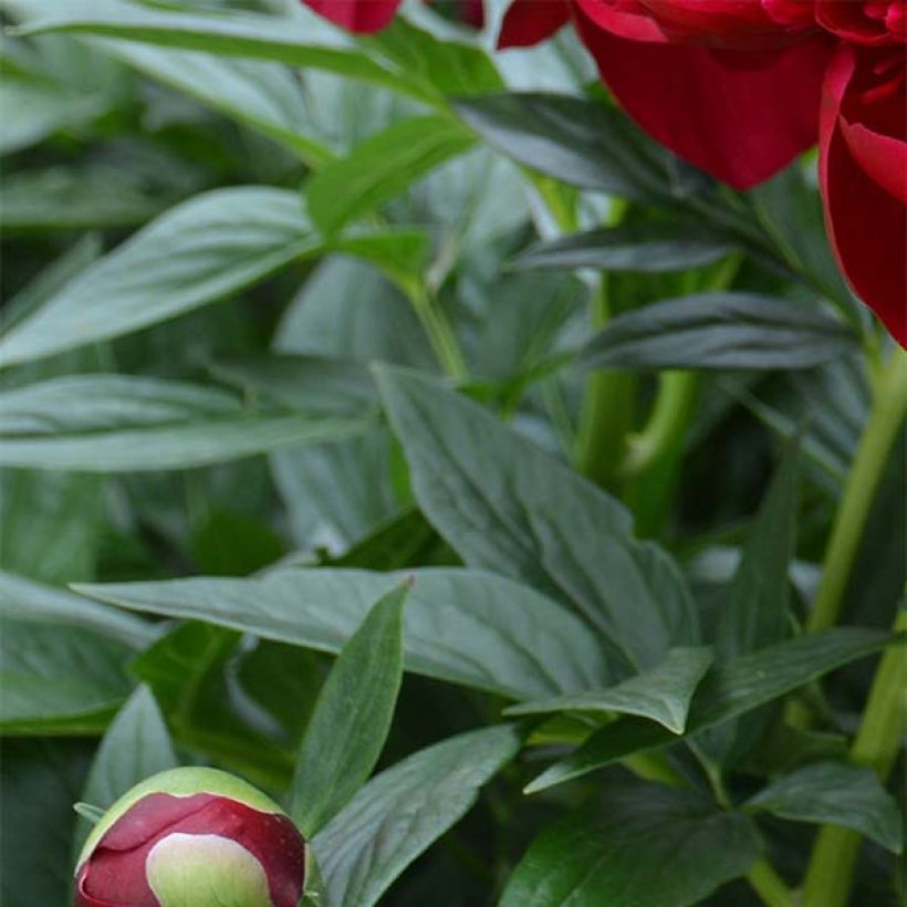 Paeonia lactiflora Bockstoce - Pioenroos (Blad)