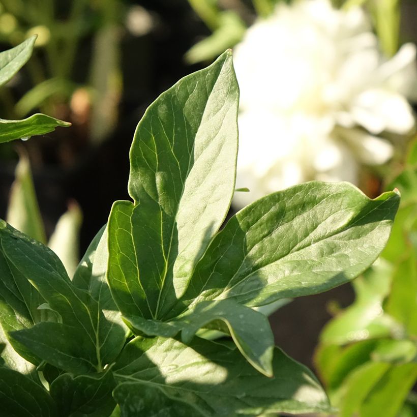 Paeonia lactiflora Bockstoce - Pioenroos (Blad)