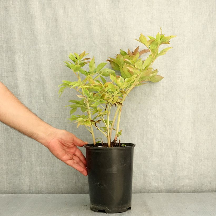 Exemplaar van Paeonia lactiflora Bockstoce - Pioenroos Pot van 3 l/4 l zoals geleverd in de zomer