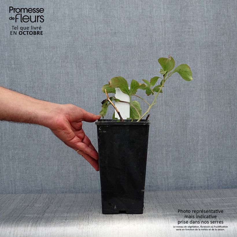 Exemplaar van Paeonia lactiflora Inspecteur Lavergne - Pioenroos Pot van 3 l/4 l zoals geleverd in de herfst