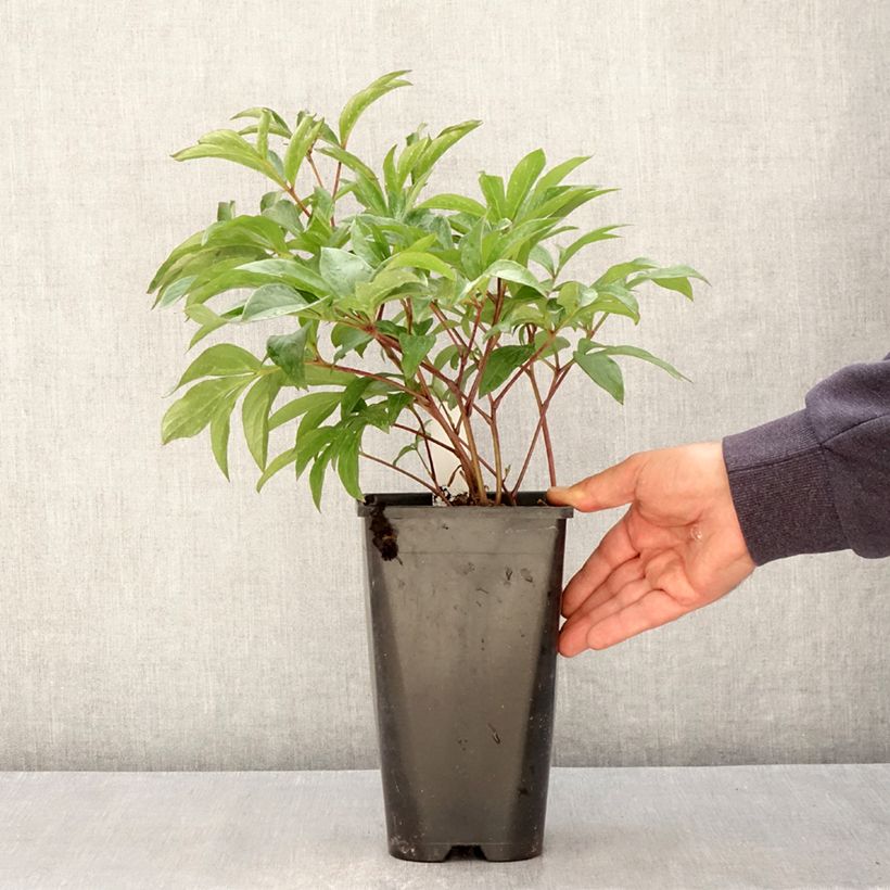 Exemplaar van Paeonia lactiflora Inspecteur Lavergne - Pioenroos Pot van 3 l/4 l zoals geleverd in de lente