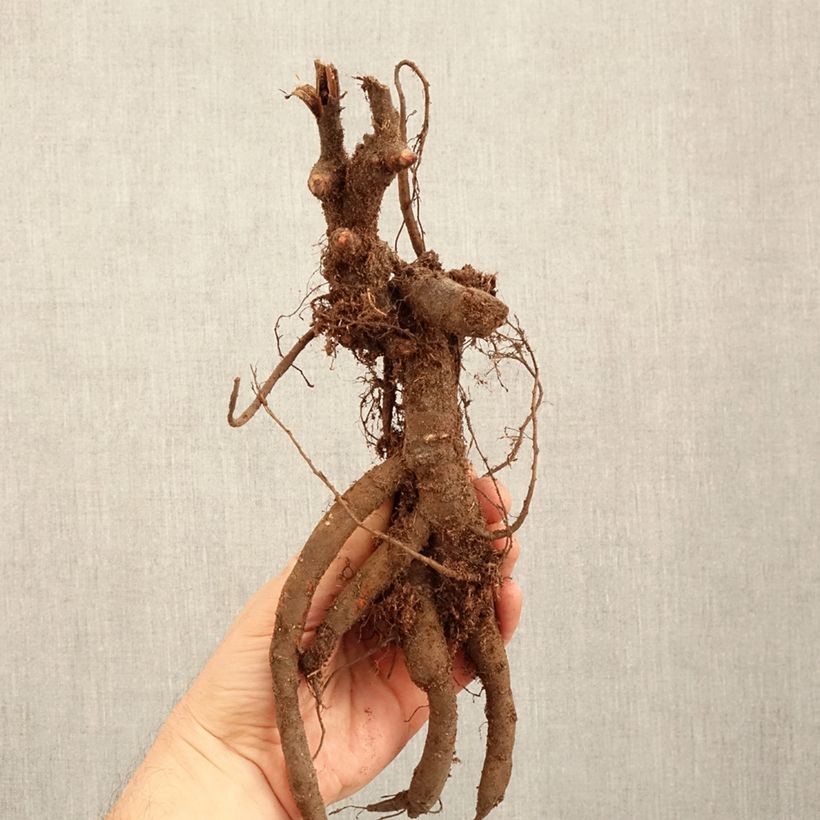 Exemplaar van Paeonia lactiflora Inspecteur Lavergne - Pioenroos Stam 3/5 ogen zoals geleverd in de winter