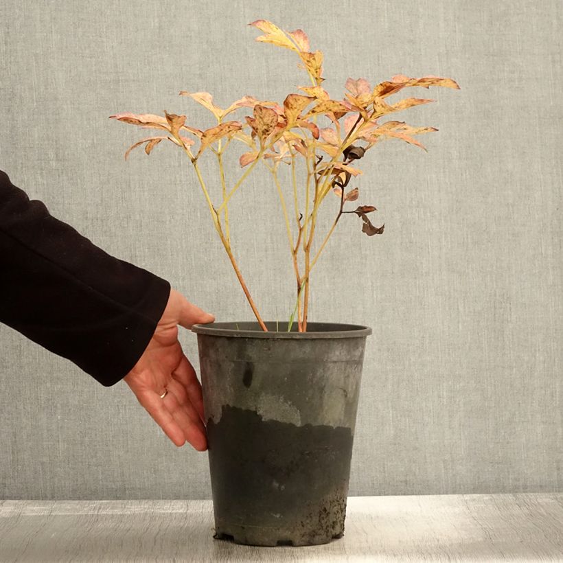 Exemplaar van Paeonia lactiflora Jan van Leeuwen - Pioenroos Pot van 3 l/4 l zoals geleverd in de herfst
