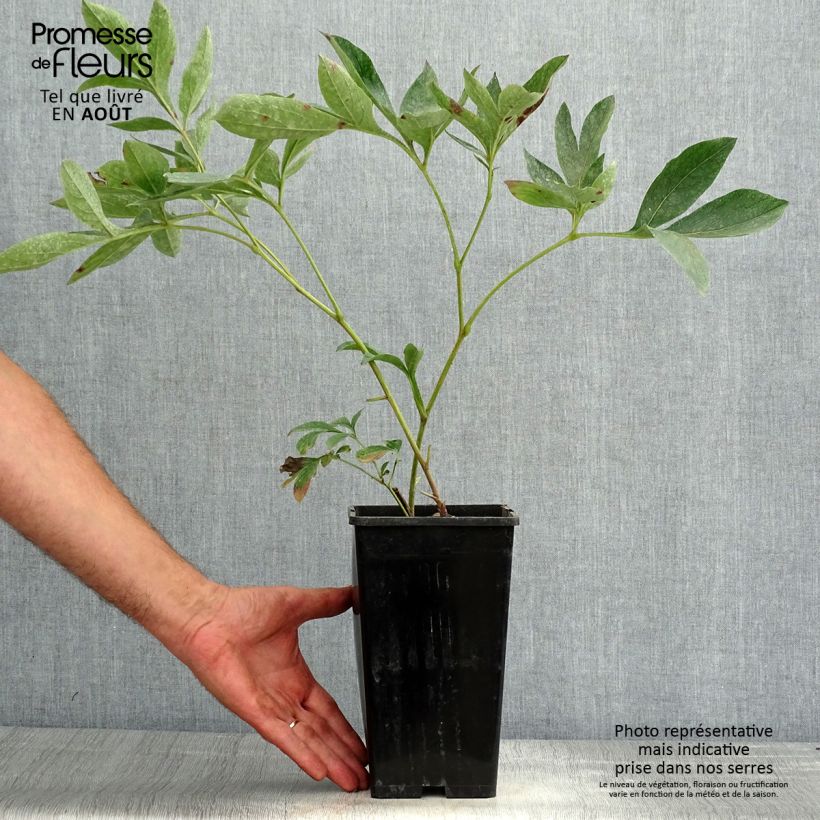Exemplaar van Paeonia lactiflora Kansas - Pioenroos Pot van 3 l/4 l zoals geleverd in de zomer