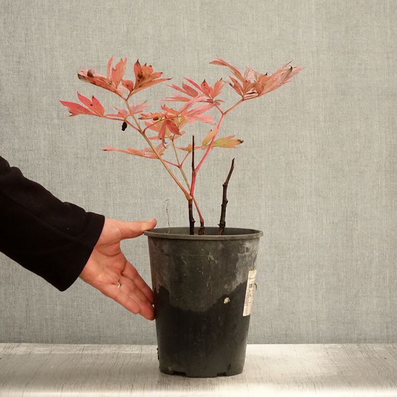 Exemplaar van Pivoine lactiflora Kansas Pot de 3L/4L zoals geleverd in de herfst