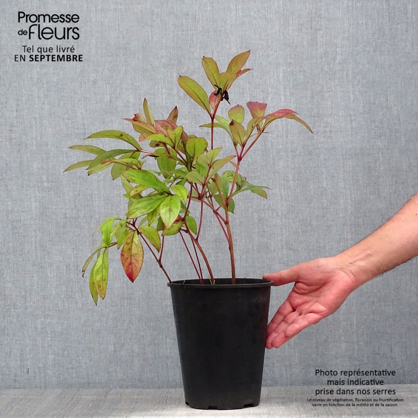Exemplaar van Paeonia lactiflora Karl Rosenfield - Pioenroos Pot van 3 l/4 l zoals geleverd in de zomer