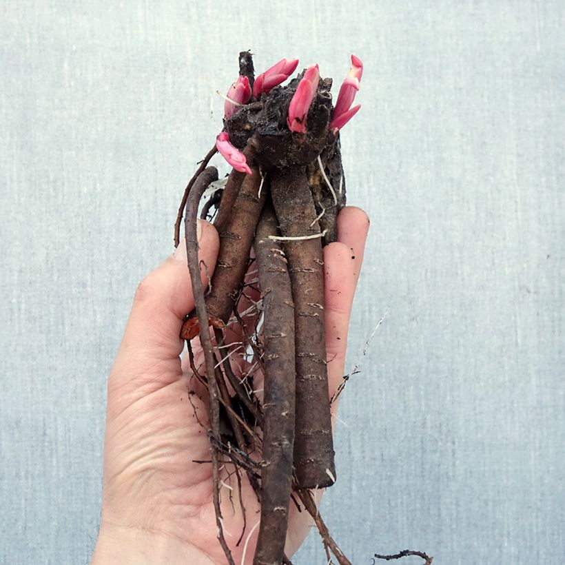 Exemplaar van Paeonia lactiflora Katarina Fontaine - Pioenroos Naakte wortel zoals geleverd in de winter