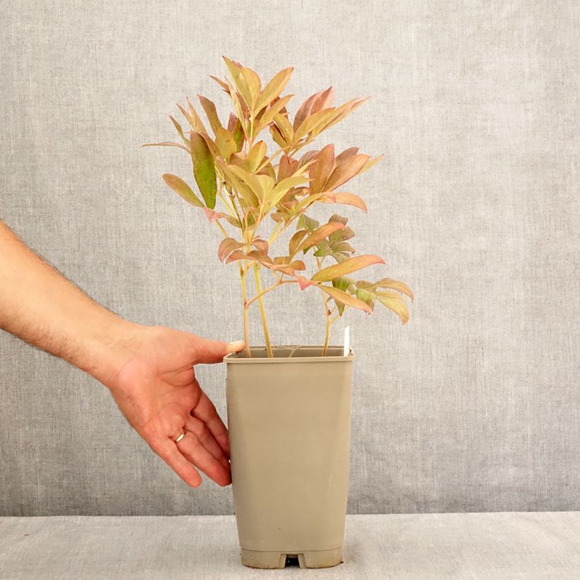 Exemplaar van Paeonia lactiflora Lady Alexandra Duff - Pioenroos Pot van 3 l/4 l zoals geleverd in de zomer