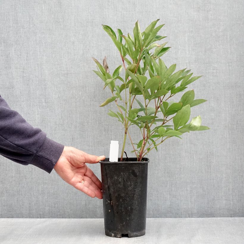 Exemplaar van Paeonia lactiflora Lady Alexandra Duff - Pioenroos Pot van 3 l/4 l zoals geleverd in de lente