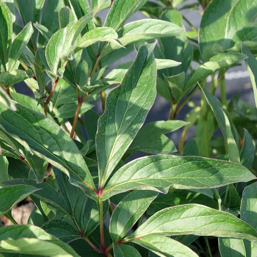 Paeonia lactiflora Lady Orchid - Pioenroos (Blad)