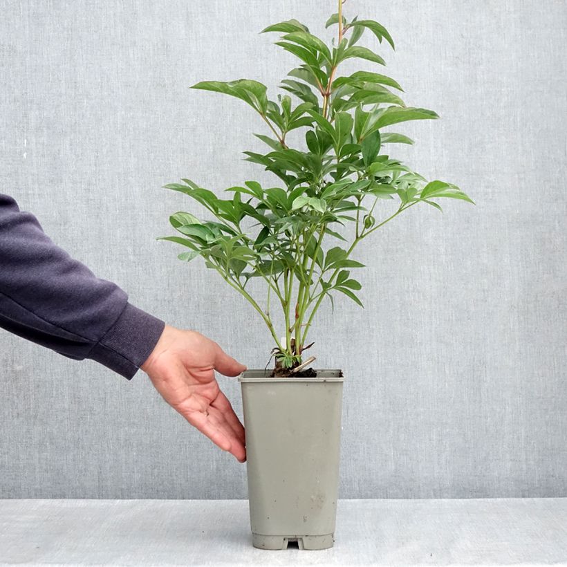 Exemplaar van Paeonia lactiflora Lady Orchid - Pioenroos Pot van 3 l/4 l zoals geleverd in de lente