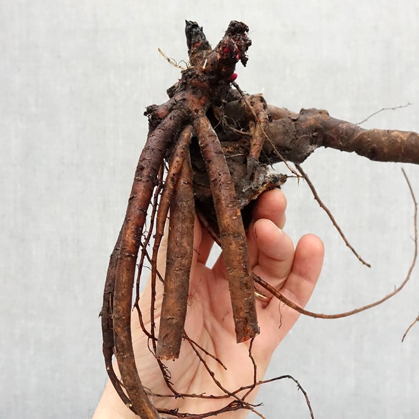 Exemplaar van Paeonia lactiflora Lady Orchid - Pioenroos Stam 3/5 ogen zoals geleverd in de winter