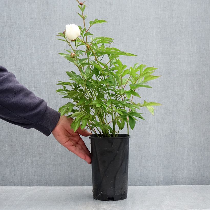 Exemplaar van Paeonia lactiflora Lancaster Imperial - Pioenroos Pot van 4 l/5 l zoals geleverd in de lente