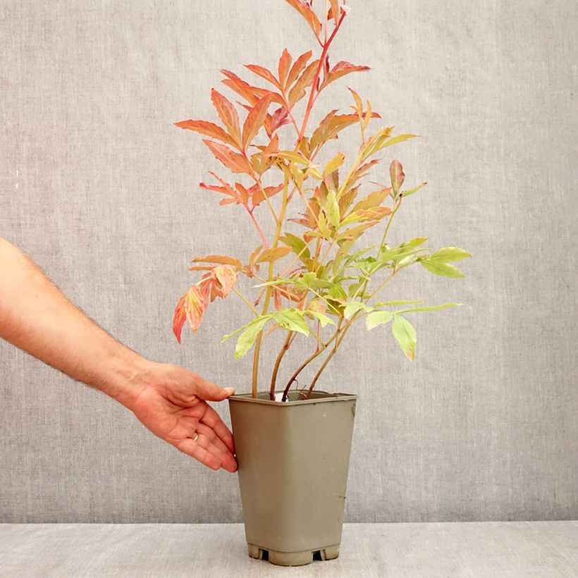 Exemplaar van Paeonia lactiflora Laura Dessert - Pioenroos Pot van 3 l/4 l zoals geleverd in de zomer