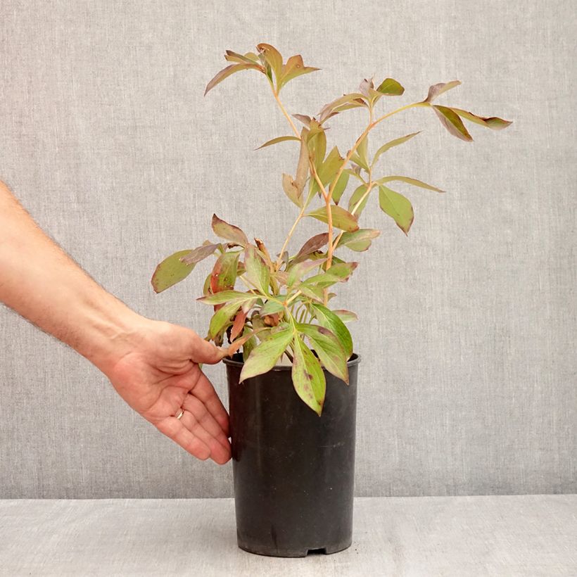 Exemplaar van Paeonia lactiflora Lemon Chiffon - Pioenroos Pot van 3 l/4 l zoals geleverd in de zomer