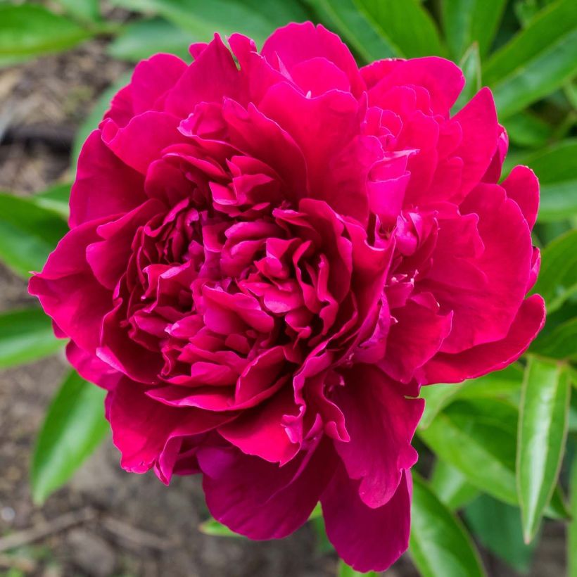 Paeonia lactiflora Louis Van Houtte - Pioenroos (Bloei)