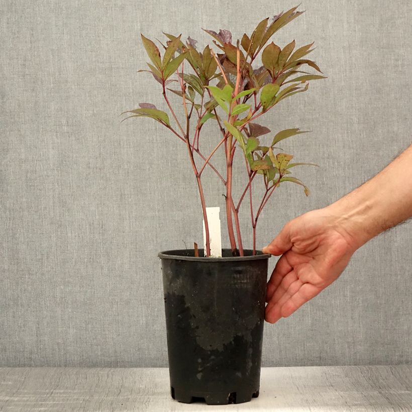 Exemplaar van Paeonia lactiflora Louis Van Houtte - Pioenroos Pot van 3 l/4 l zoals geleverd in de zomer
