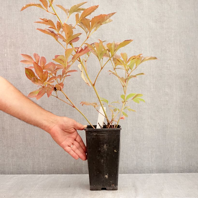 Exemplaar van Paeonia lactiflora Madame Emile Debatène - Pioenroos Pot van 3 l/4 l zoals geleverd in de zomer