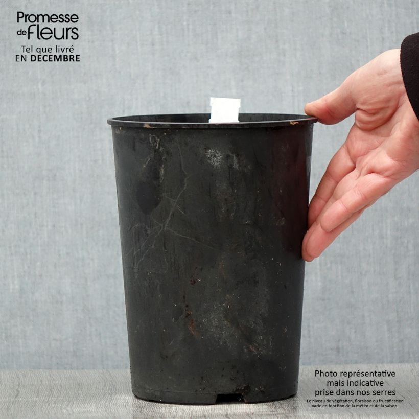 Exemplaar van Paeonia lactiflora Madame Emile Debatène - Pioenroos Pot van 3 l/4 l zoals geleverd in de winter