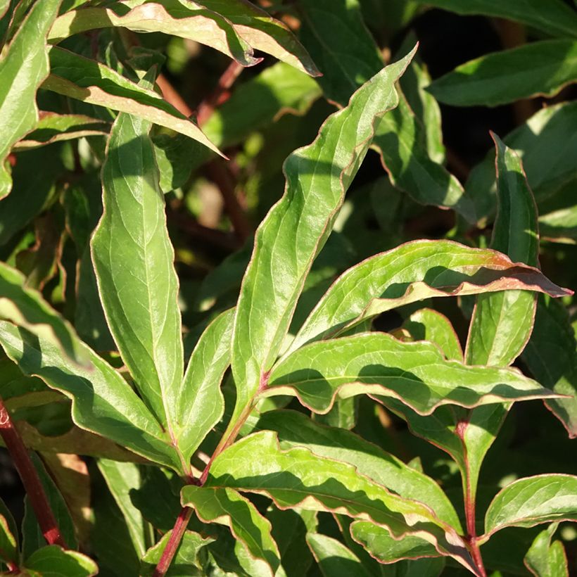 Paeonia lactiflora Marie Lemoine - Pioenroos (Blad)