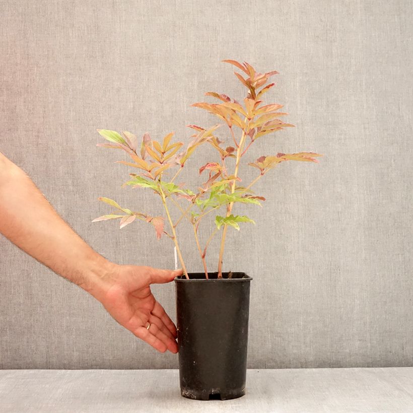 Exemplaar van Paeonia lactiflora Marie Lemoine - Pioenroos Pot van 3 l/4 l zoals geleverd in de zomer
