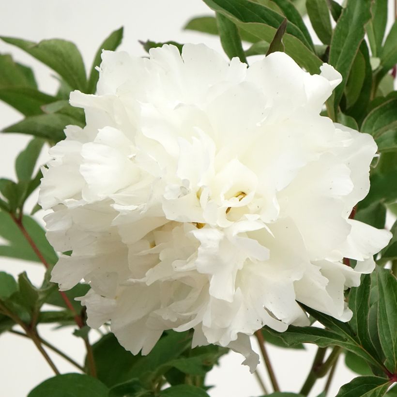 Paeonia lactiflora Mistress - Pioenroos (Bloei)