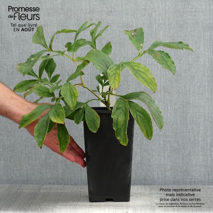 Exemplaar van Paeonia lactiflora Monsieur Jules Elie - Pioenroos Pot van 3 l/4 l zoals geleverd in de zomer