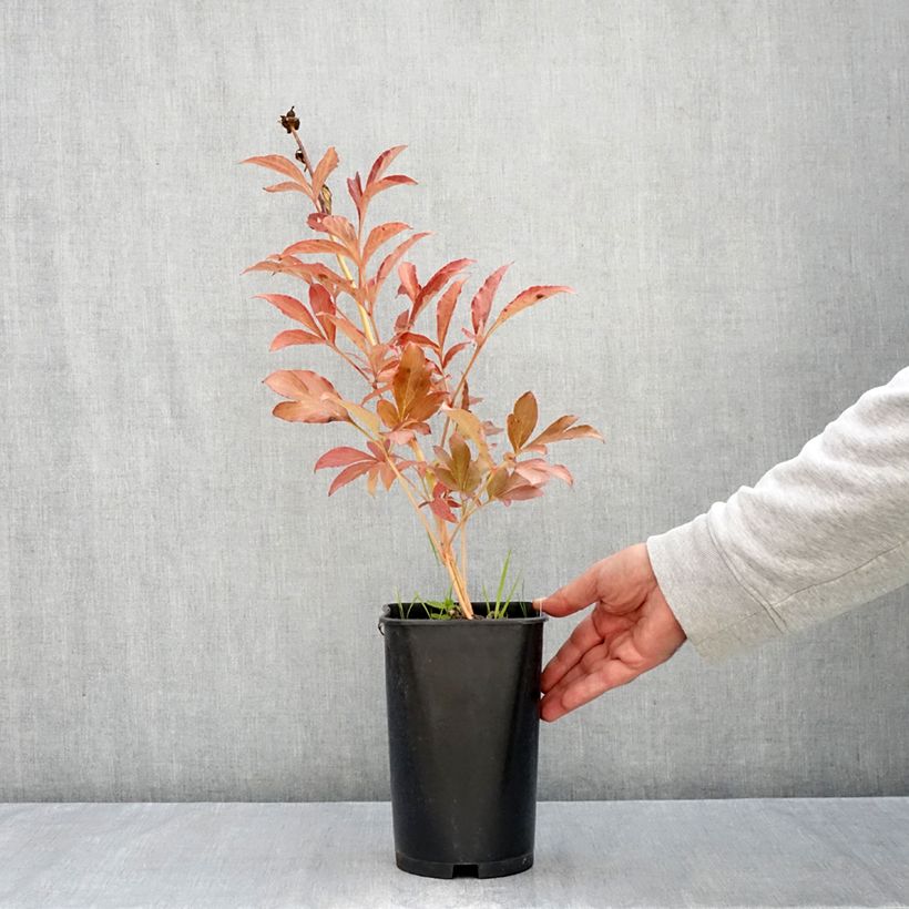 Exemplaar van Paeonia lactiflora Monsieur Jules Elie - Pioenroos Pot van 3 l/4 l zoals geleverd in de herfst