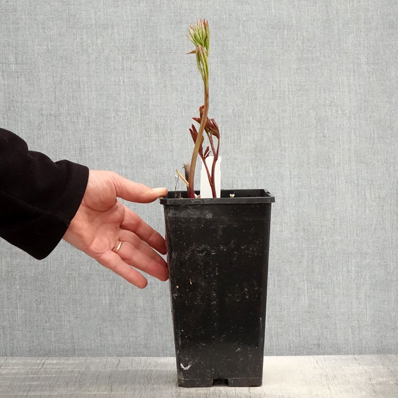 Exemplaar van Paeonia lactiflora Monsieur Jules Elie - Pioenroos Pot van 3 l/4 l zoals geleverd in de lente