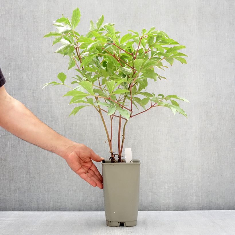 Exemplaar van Paeonia lactiflora Morning Kiss - Pioenroos Pot van 3 l/4 l zoals geleverd in de lente