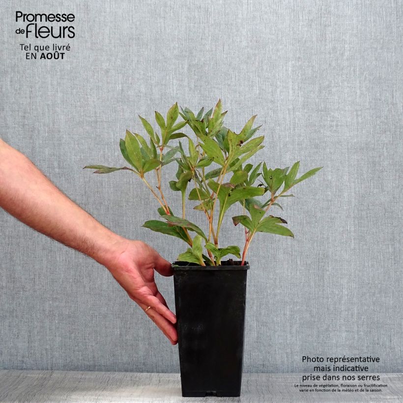 Exemplaar van Paeonia lactiflora Mother's Choice - Pioenroos Pot van 3 l/4 l zoals geleverd in de zomer