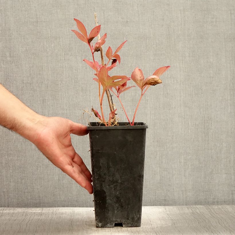 Exemplaar van Pivoine lactiflora Mother's Choice Pot de 3L/4L zoals geleverd in de herfst