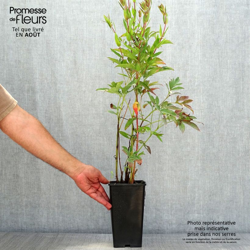 Exemplaar van Paeonia lactiflora Neon - Pioenroos Pot van 3 l/4 l zoals geleverd in de zomer
