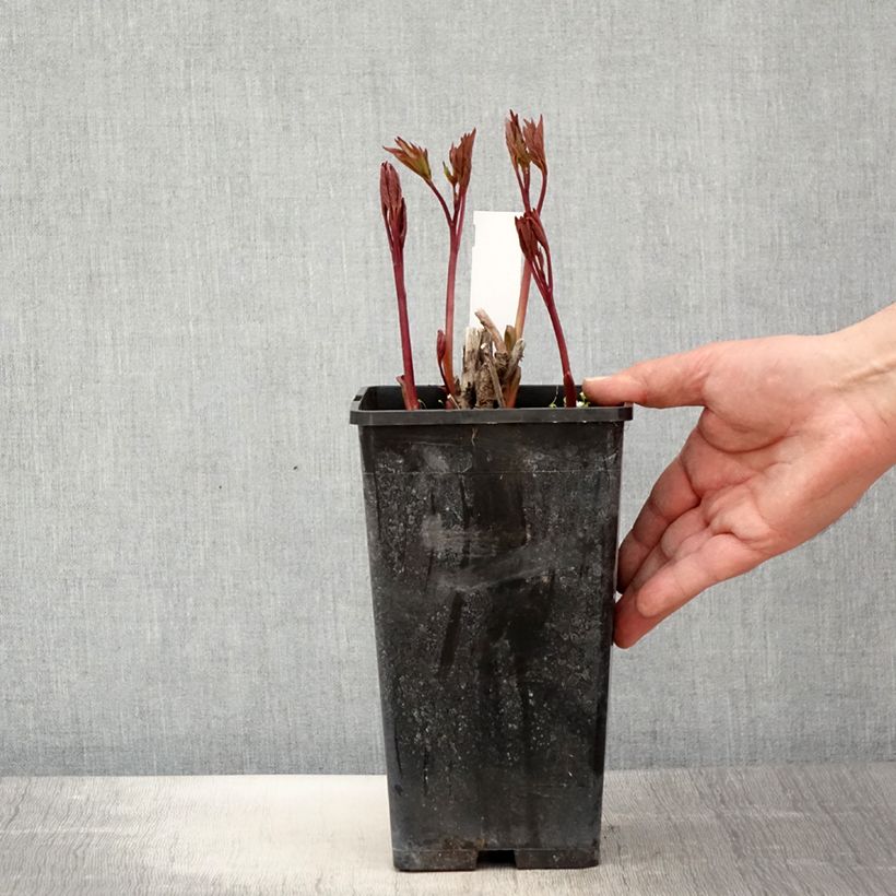 Exemplaar van Paeonia lactiflora Neon - Pioenroos Pot van 3 l/4 l zoals geleverd in de lente