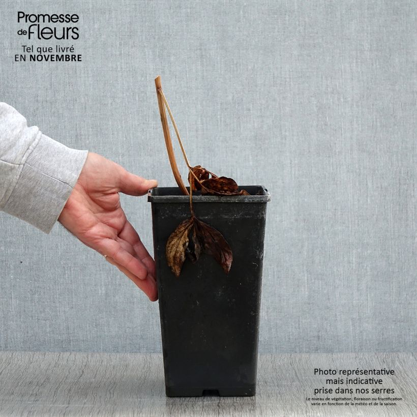 Exemplaar van Pivoine lactiflora Nippon Beauty Pot de 3L/4L zoals geleverd in de herfst