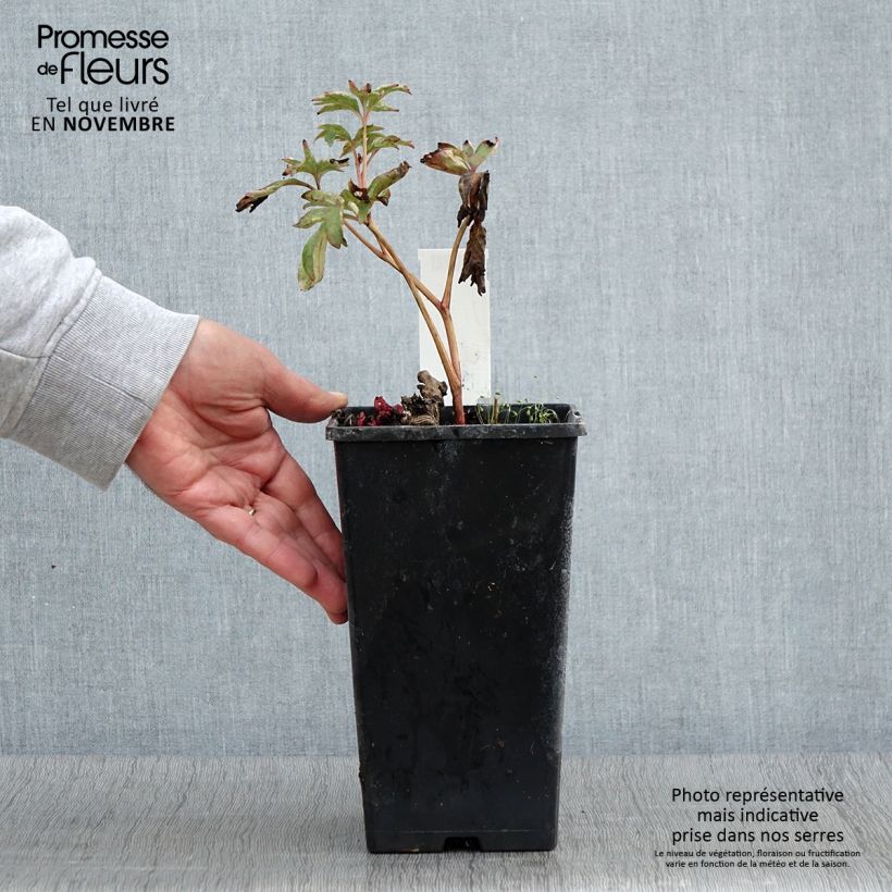 Exemplaar van Pivoine lactiflora Pink Hawaiian Coral Pot de 3L/4L zoals geleverd in de herfst