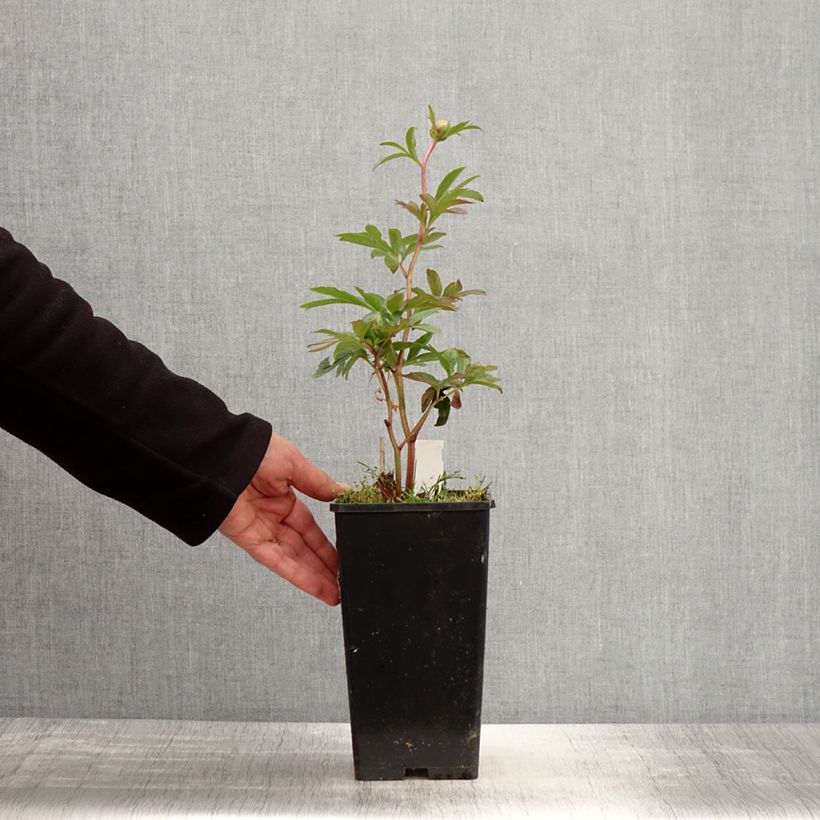 Exemplaar van Paeonia lactiflora Pink Hawaiian Coral - Pioenroos Pot van 3 l/4 l zoals geleverd in de lente