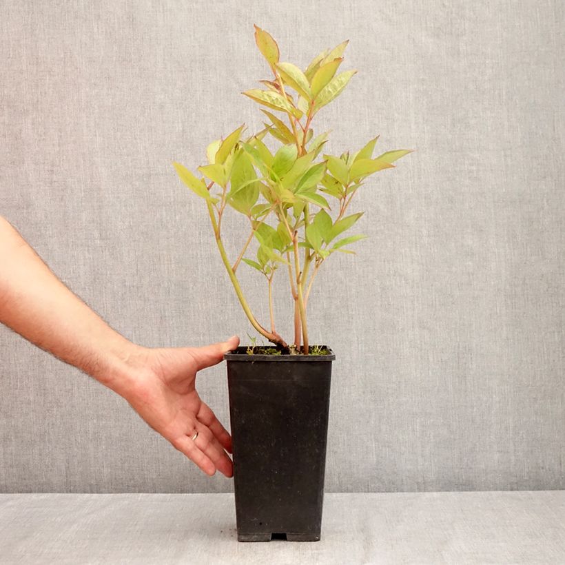 Exemplaar van Paeonia lactiflora Pink Vanguard - Pioenroos Pot van 4 l/5 l zoals geleverd in de zomer