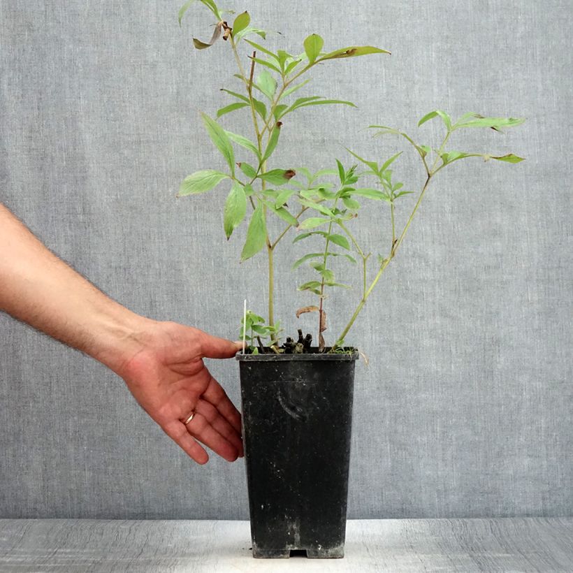 Exemplaar van Paeonia lactiflora Primevère - Pioenroos Pot van 3 l/4 l zoals geleverd in de zomer