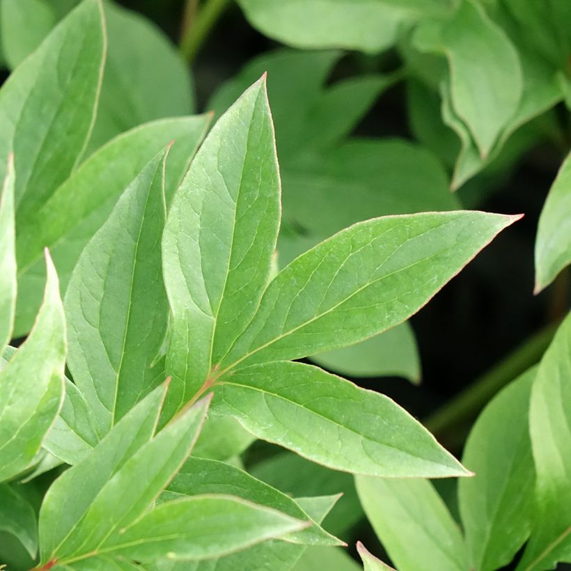 Paeonia lactiflora Puffed Cotton - Pioenroos (Blad)