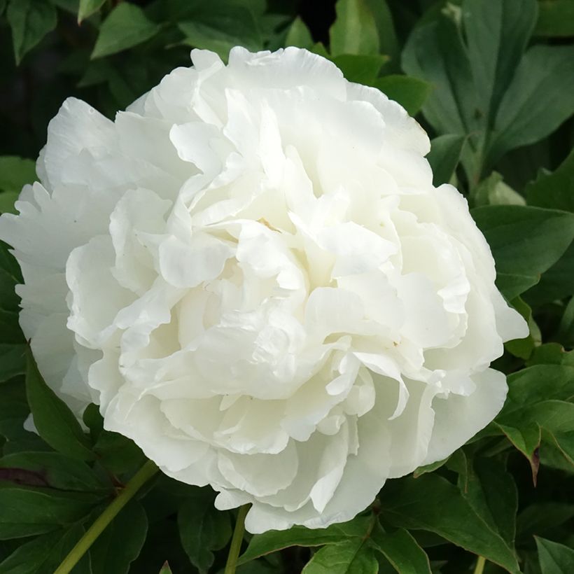 Paeonia lactiflora Puffed Cotton - Pioenroos (Bloei)