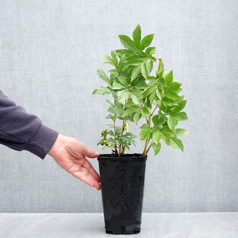 Exemplaar van Paeonia lactiflora Puffed Cotton - Pioenroos Pot van 4 l/5 l zoals geleverd in de lente