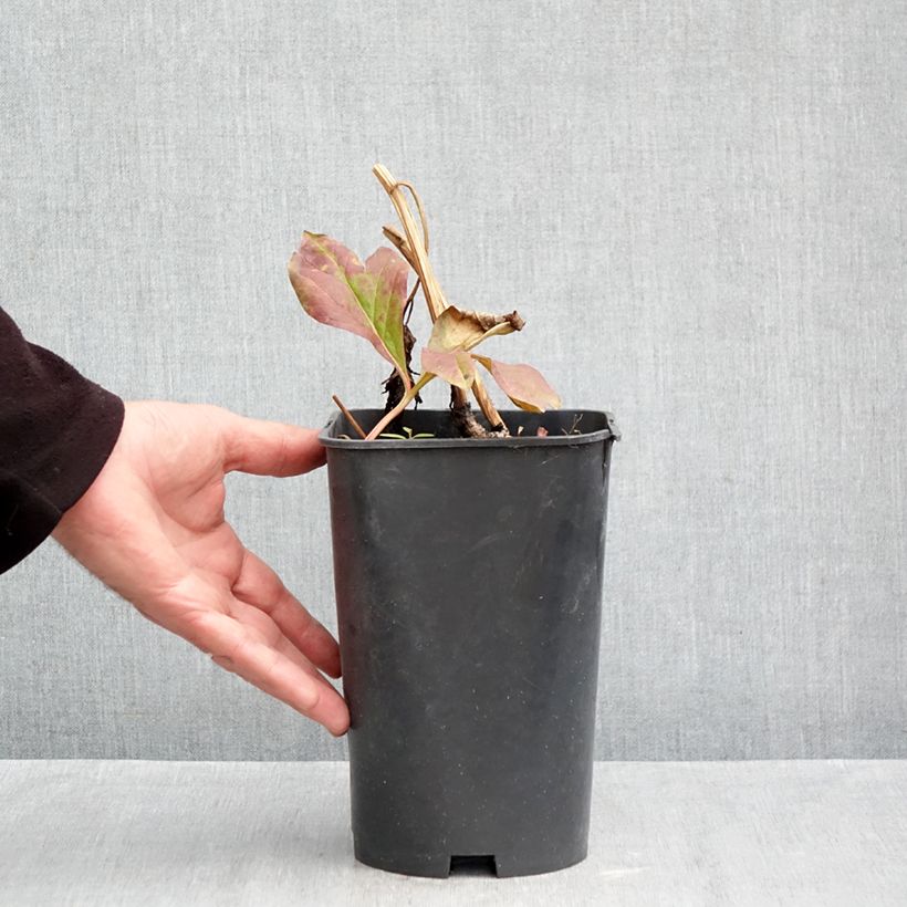 Exemplaar van Paeonia lactiflora Raspberry Charm - Pioenroos Pot van 4 l/5 l zoals geleverd in de herfst