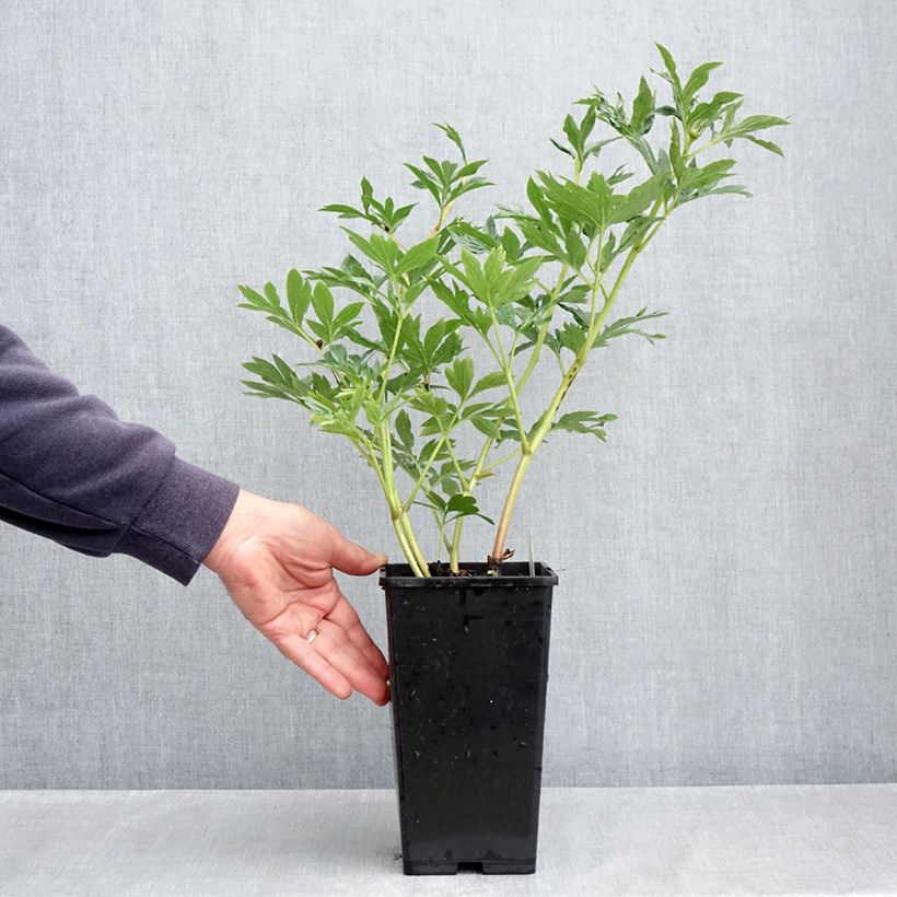 Exemplaar van Paeonia lactiflora Raspberry Charm - Pioenroos Pot van 4 l/5 l zoals geleverd in de lente