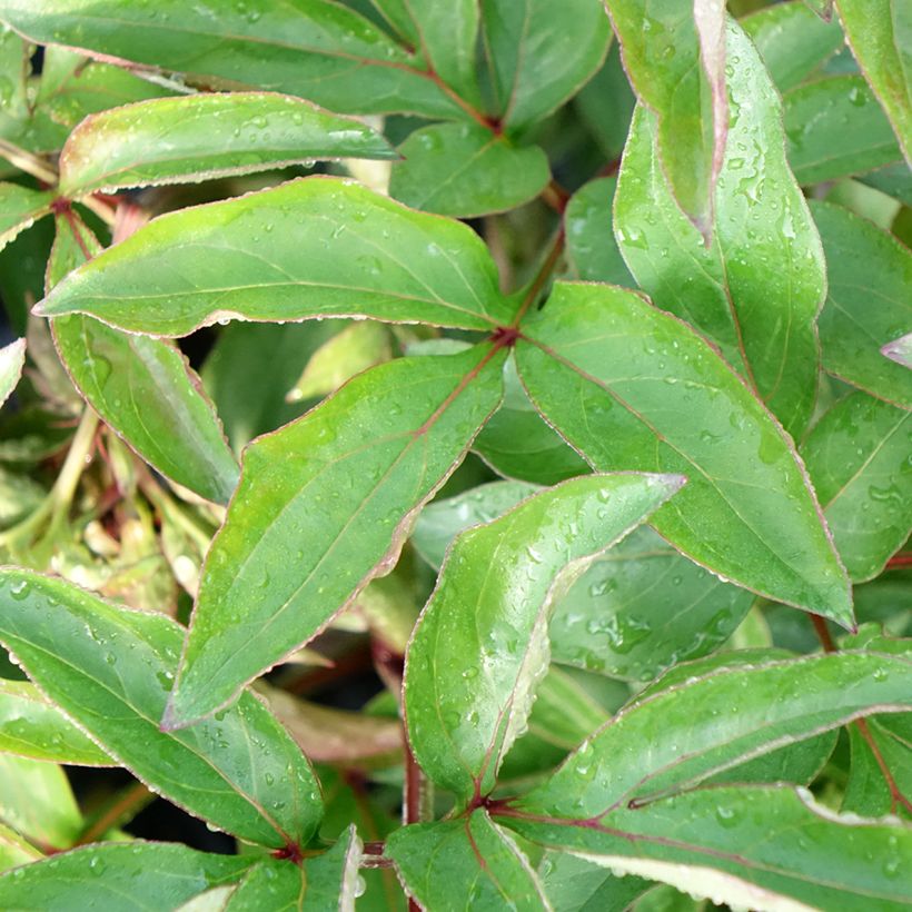 Paeonia lactiflora Red Charm - Pioenroos (Blad)