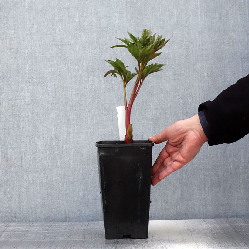 Exemplaar van Paeonia lactiflora Red Charm - Pioenroos Pot van 3 l/4 l zoals geleverd in de lente