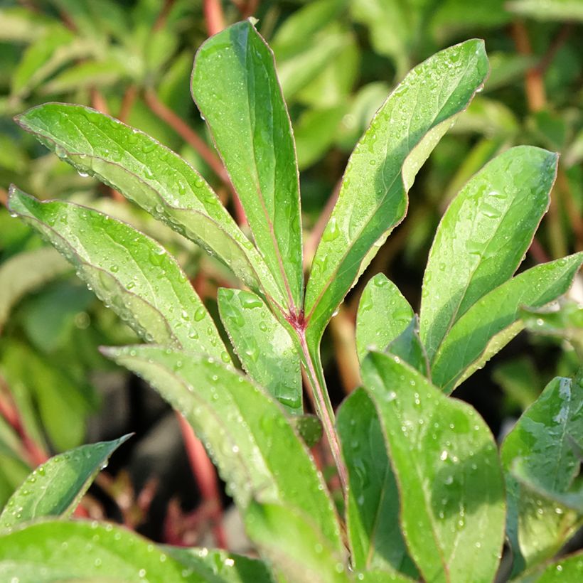 Paeonia lactiflora Konigin Wilhelmina - Pioenroos (Blad)