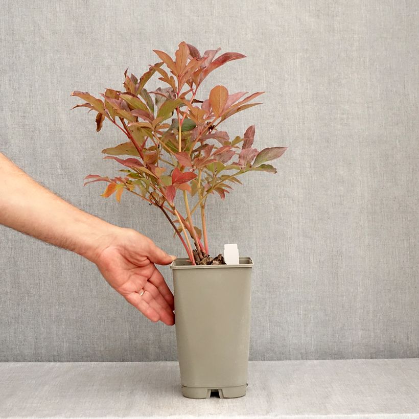 Exemplaar van Paeonia lactiflora Konigin Wilhelmina - Pioenroos Pot van 3 l/4 l zoals geleverd in de zomer