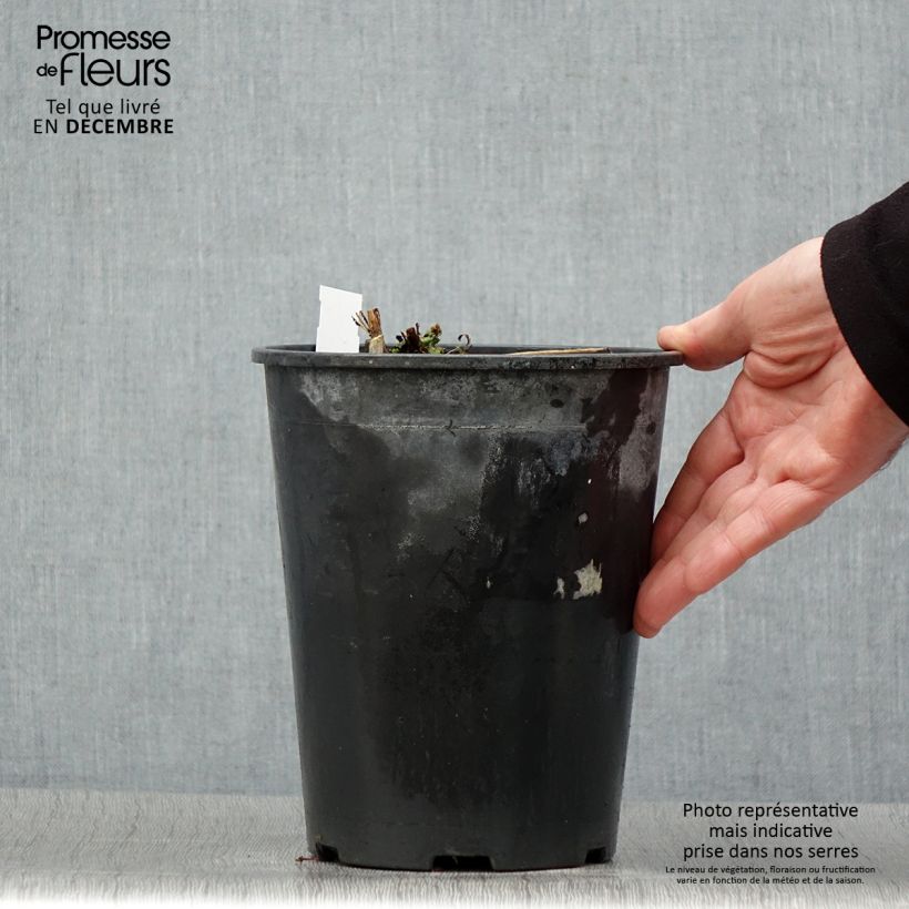 Exemplaar van Pivoine lactiflora Sarah Bernhardt Pot de 3L/4L zoals geleverd in de winter