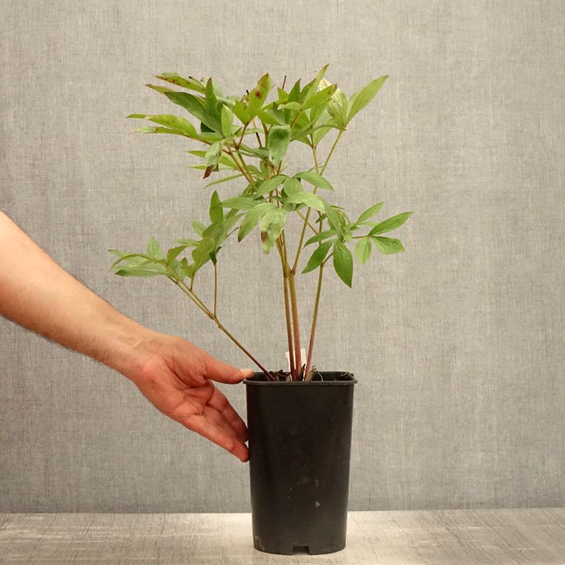 Exemplaar van Paeonia lactiflora Sarah Bernhardt - Pioenroos Pot van 3 l/4 l zoals geleverd in de lente